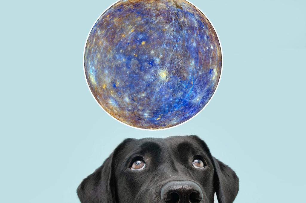 Mercury retrograde can be hell for pets, so here are 5 tips to help them get through it